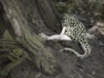 Fallen Snake