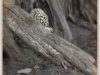 jeannietaylor-5