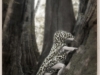 jeannietaylor-6